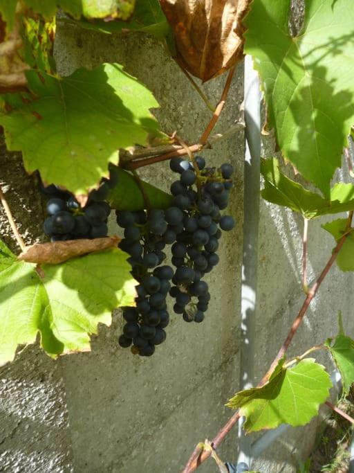 Cocon Des Marais Villa Villeneuve-en-Retz Luaran gambar